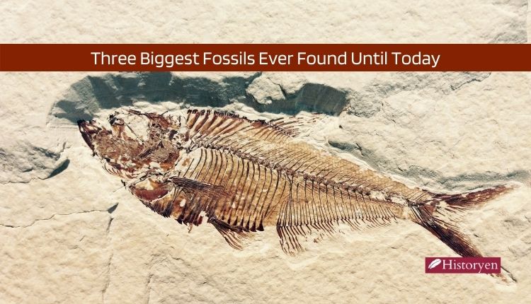 Three Biggest Fossils Ever Found Until Today