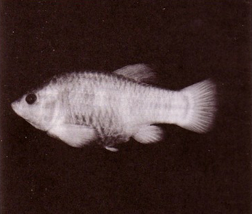 Ancient Extinct Animals - Tecopa Pupfish