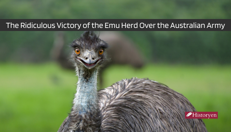 The Ridiculous Victory of the Emu Herd Over the Australian Army