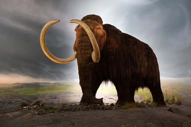 Woolly Mammoth - Ancient Extinct Animals