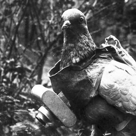Animals Served in the First World War Pigeons
