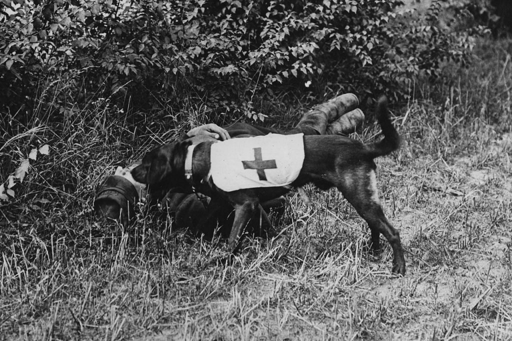 animals served in the first world war