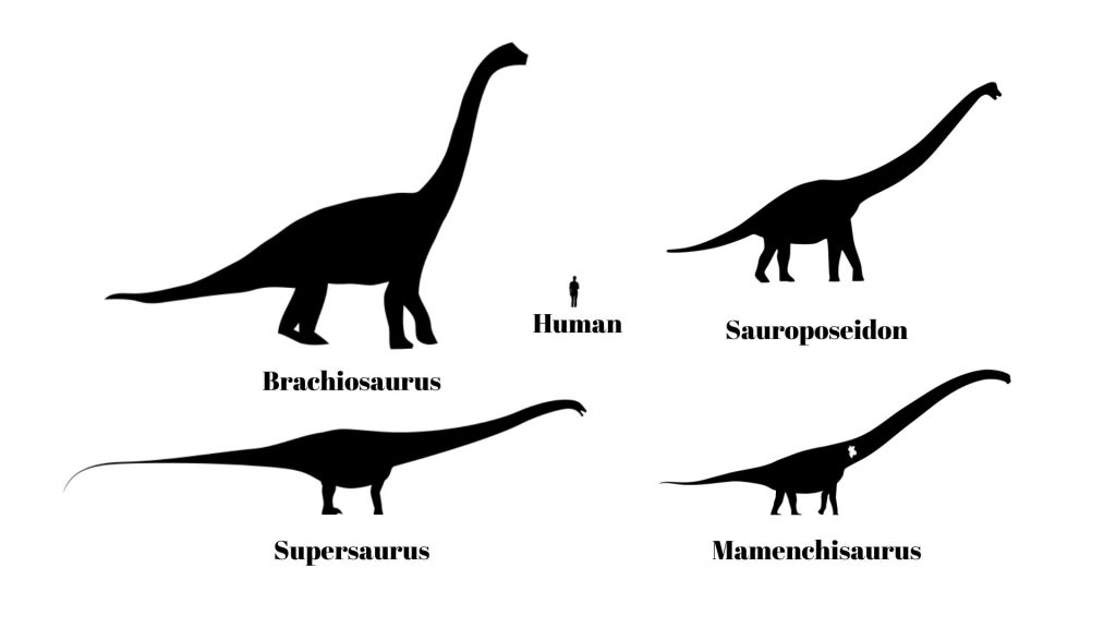 An image showing the size of dinosaurs compared to a human