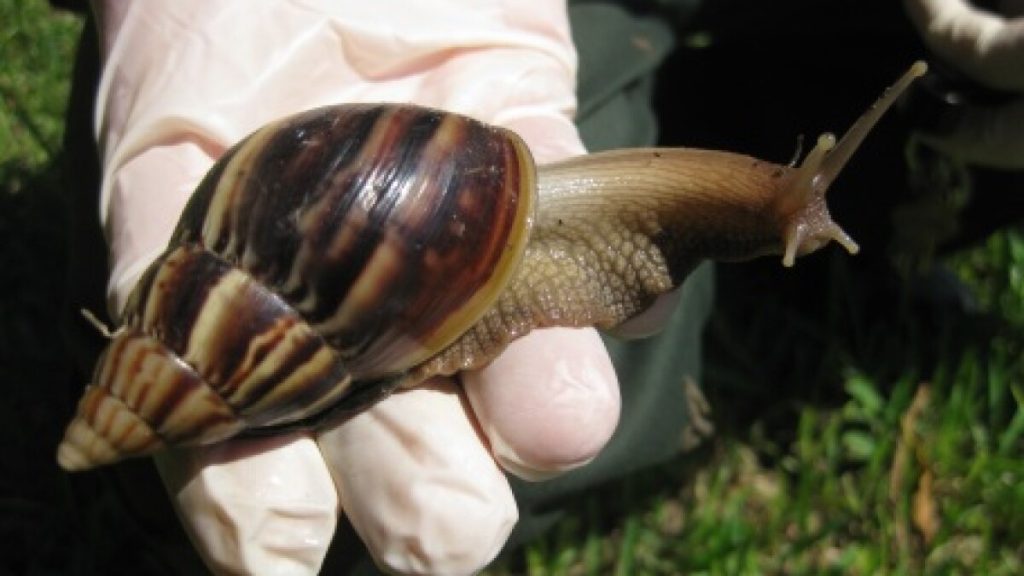Ancient Humans Ate Giant Snails Over 170,000 Years Ago
