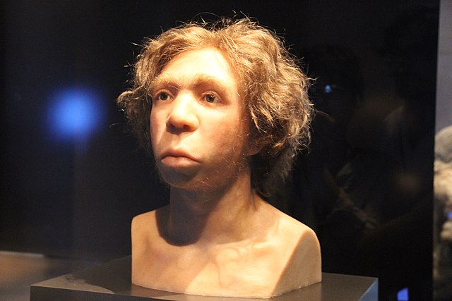 Neanderthals Skull reconstitution Neues Museum Berlin Stone Age Gallery