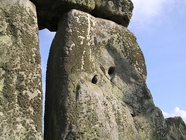 stonehenge bird nest