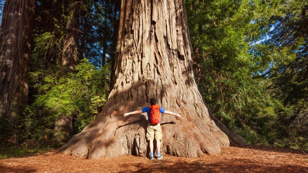 The Largest Trees in the US
