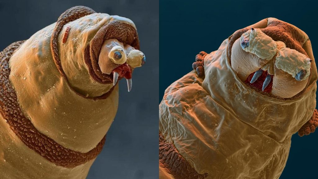 Bluebottle Fly Maggot: Understanding its Life Cycle and Importance