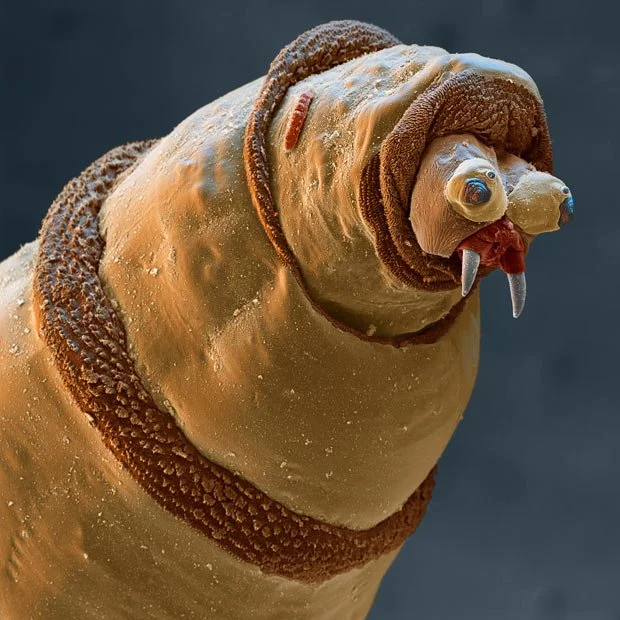 A Bluebottle Fly Maggot at 100 times magnification