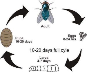 Bluebottle Fly Maggot: Understanding its Life Cycle and Importance