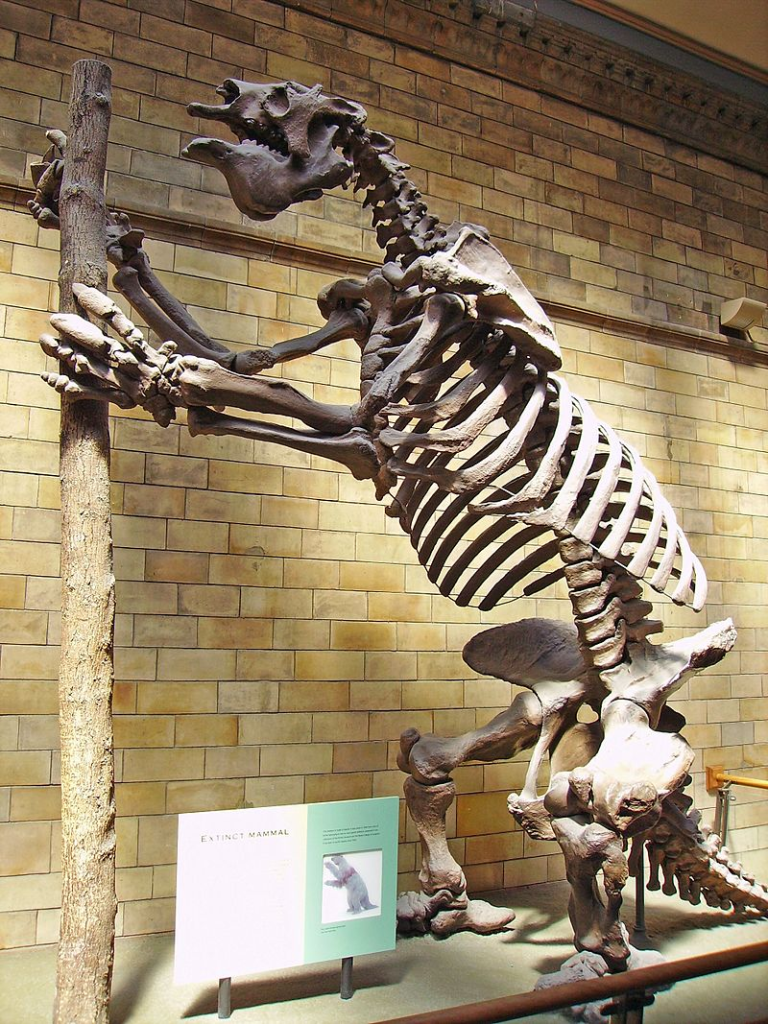 Megatherium americanum skeleton (Ground sloth), Natural History Museum, London