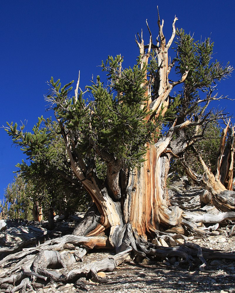 Bristlecone Pines (Pinus longaeva) in the Ancient Bristlecone Pine Forest of the Inyo National Forest, in the White Mountains, Inyo County, eastern California. - Largest Trees in the US 3