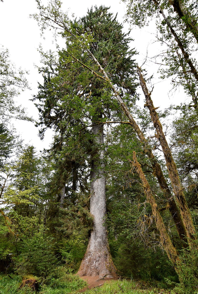 Sitka Spruce (Picea sitchensis) in the Hoh rain forest in Olympic National Park, Washington - Largest Trees in the US 4