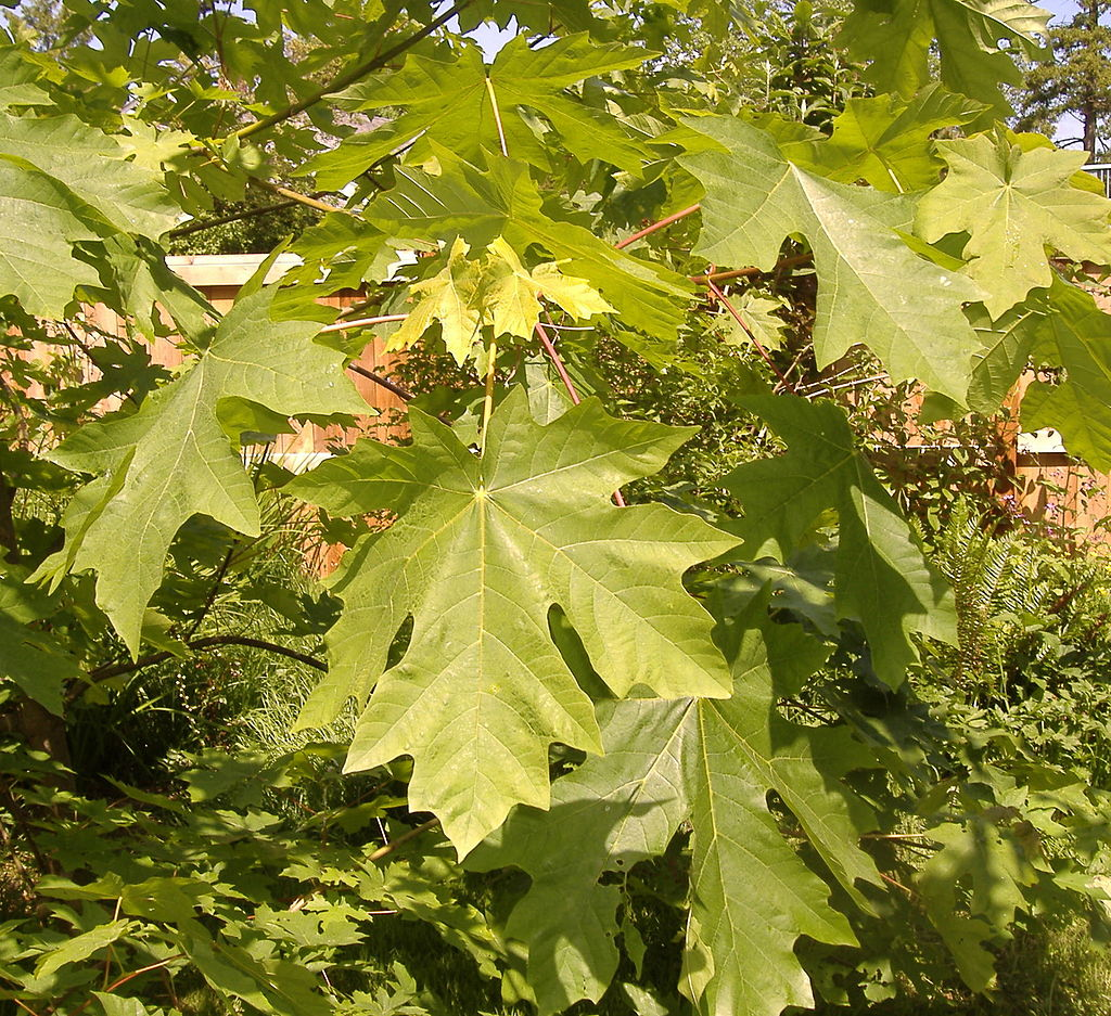 Bigleaf Maple taken from a planted tree at Sidney, British Columbia, Photo by Tony Perodeau