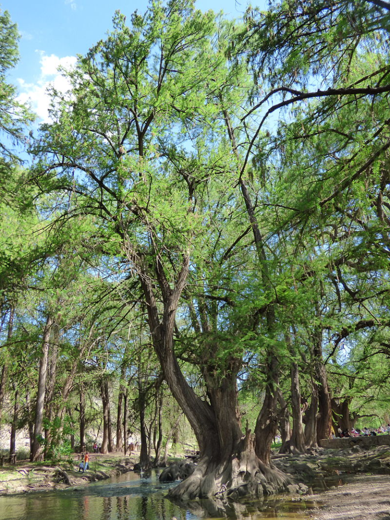 The Montezuma Bald Cypress (Taxodium mucronatum)