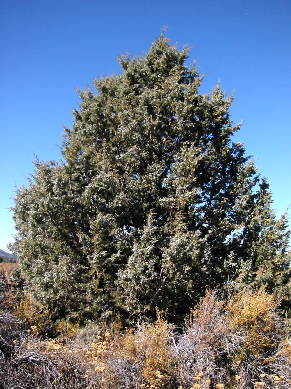The Western Juniper (Juniperus occidentalis)