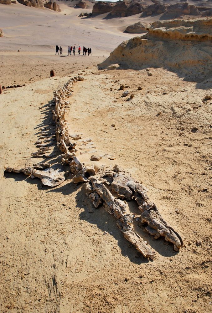 Fossilized remains of ancient whales found at Wadi Al Hitan.