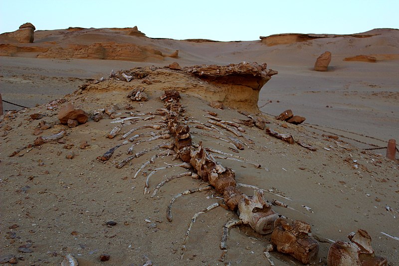 Fossilized remains of ancient whales found at Wadi Al Hitan.