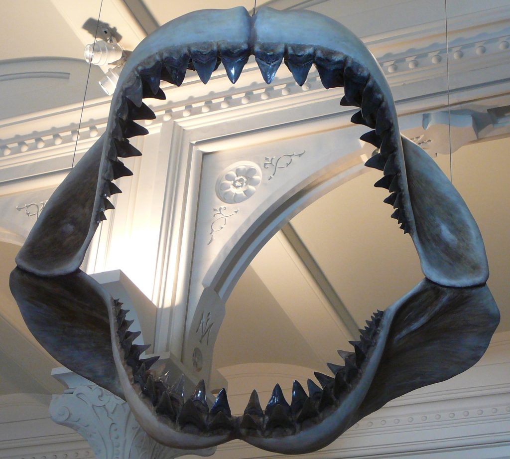 Model of megalodon shark jaws at the American Museum of Natural History, in New York.