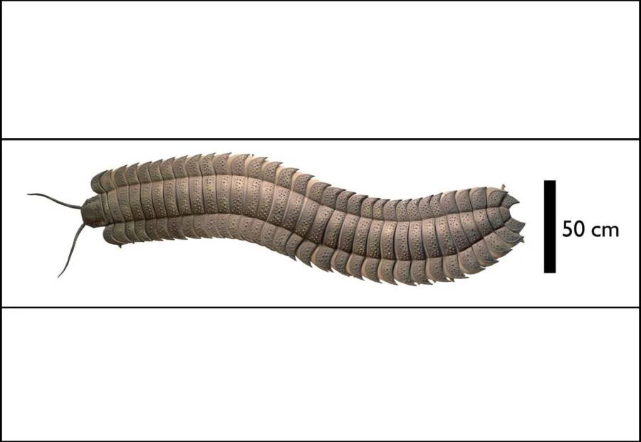 An example of what the Prehistoric Millipede might have looked like.