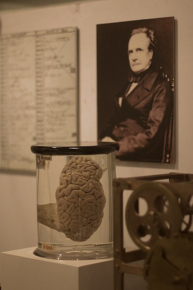 Charles Babbage, father of much of modern computing, is also displayed at the London Museum of Science- that's his brain in the jar. 