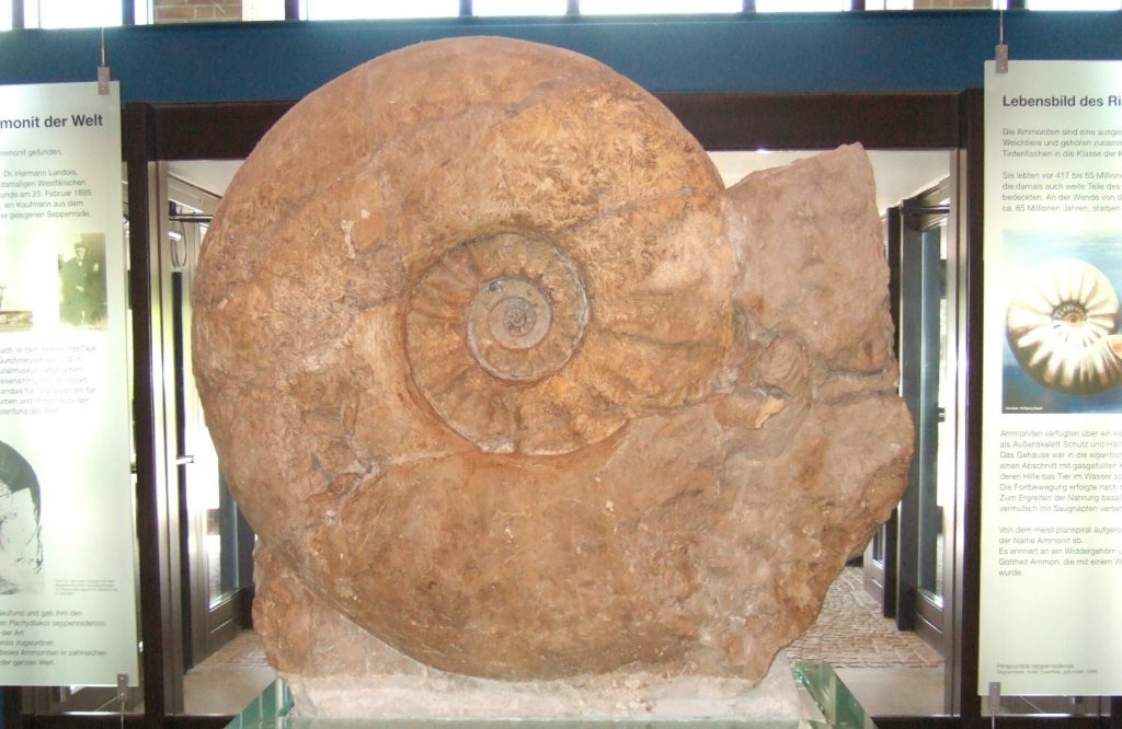 Giant Ammonite: Parapuzosia Seppenradensis