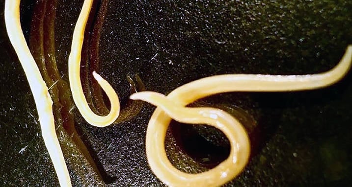 Oldest Living Animals: Worms Thawed After 30,000 Years
