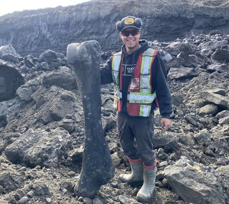 Miner Trey Charlie holds one of the unearthed bones at Little Flake Mine, located near Dawson City in Canada.