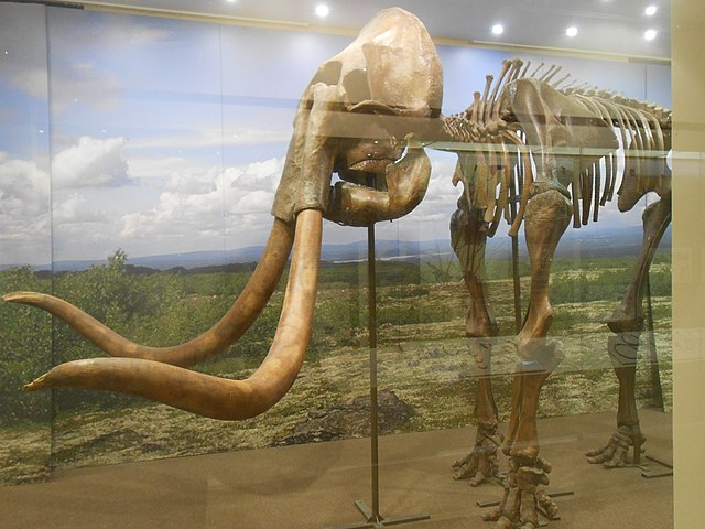 Skeleton of a Mammoth in Smolensk Historical Museum