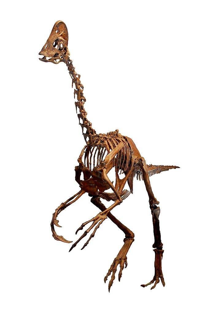 A reconstructed skeletal model of Anzu wyliei, a dinosaur that surpasses the new species in size.